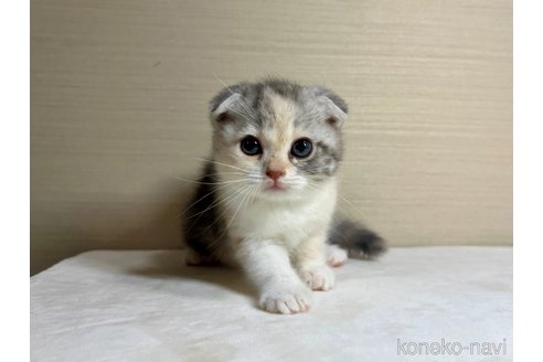 成約済の茨城県のスコティッシュフォールド(折れ耳)-92098の4枚目